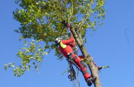 Holzmichel Baumschnitt & Baumpflege