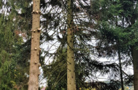 Garten und Landschaftsbau Holzmichel Baumfällung (2) Kopie