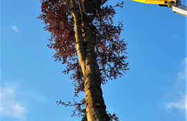 Garten und Landschaftsbau Holzmichel Baumfällung mit Hebebühne Kopie