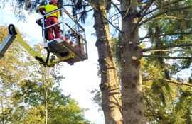 Garten und Landschaftsbau Holzmichel Baumfällung mit Hebebühnentechnik (2) Kopie