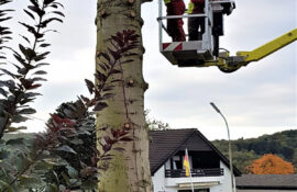 Garten und Landschaftsbau Holzmichel Baumfällung mit Hebebühnentechnik Kopie